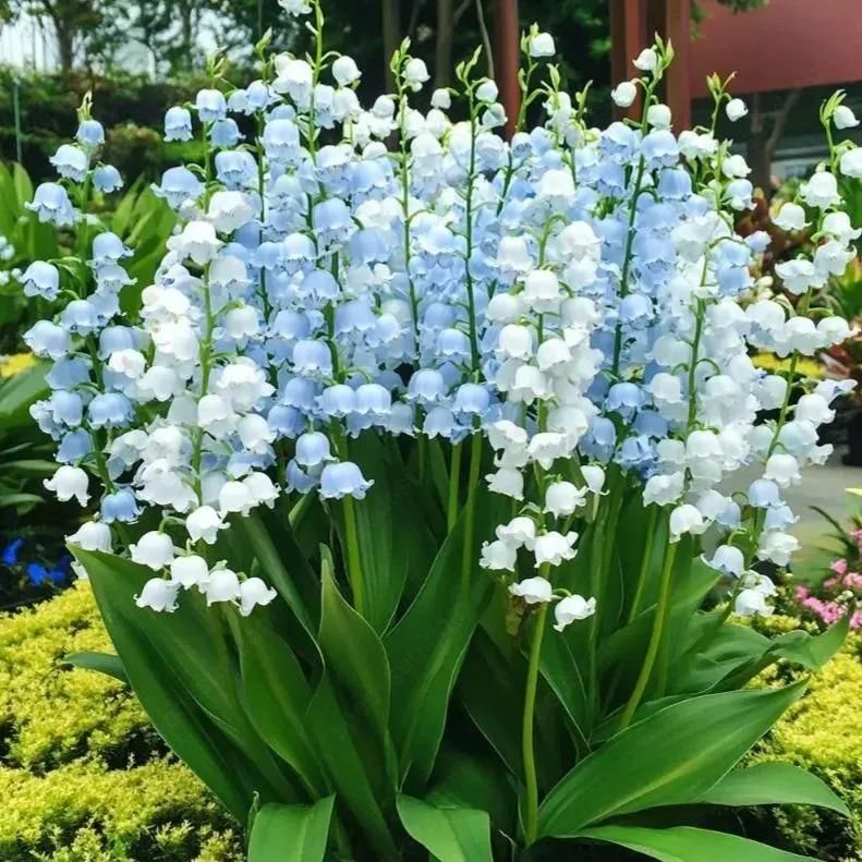 LILY OF THE VALLEY?HAPPINESS ARRIVES  Seeds (Pack of 2)